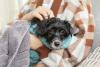 cachorro pequeno peludo no colo de uma pessoa