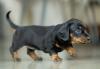 dachshund filhote andando