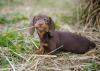 dachshund filhote no gramado