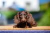 dachshund filhote deitado