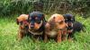 quatro dachshund filhote lado a lado
