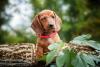 dachshund filhote na natureza