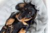 dachshund filhote deitado