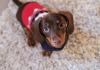 dachshund filhote com roupinha