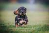 dachshund filhote correndo