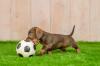 dachshund filhote brincando com bola