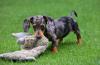 dachshund filhote mordendo brinquedo