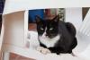 gato frajola sentado