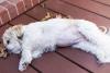 barriga d'água em cachorro