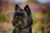 cairn terrier olhando