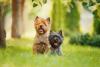 dois cairn terrier lado a lado