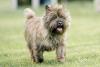 cairn terrier andando na grama