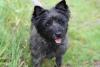 cairn terrier com língua de fora