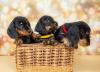 três filhotes de dachshund dentro de uma cestinha