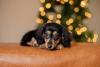 filhote de dachshund deitado no sofá