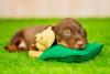 filhote de dachshund deitado na grama com pelúcia
