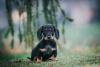 filhote de dachshund sentado na grama