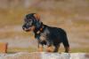 filhote de dachshund em pé ao ar livre