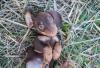 filhote de dachshund deitado na grama