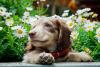 filhote de dachshund com flores de fundo