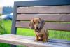 filhote de dachshund em pé em um banquinho