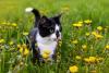 gato frajola cheirando flores