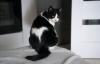 gato frajola sentado de costas, com uma marca de coração