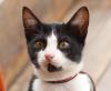 gato frajola olhando para frente