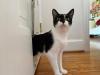 gato frajola olhando para cima curioso perto da porta
