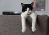 gato frajola com patas penduradas no sofá