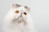 gato persa olhando para cima