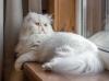 gato persa branco deitado na janela