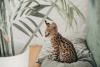 gato savannah filhote sentado