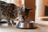 gato savannah comendo
