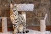 gato savannah com arranhador atrás