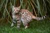 gato savannah no mato