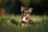 chihuahua deitado ao ar livre