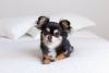 chihuahua deitado na cama