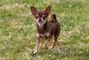 chihuahua de pé no gramado