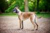 pastor belga malinois ao ar livre
