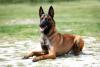 pastor belga malinois deitado