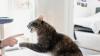 gato atacando dedo