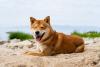 Cachorro Akita deitado na areia em uma praia