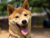 Cachorro Akita em close up