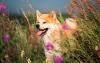 Cachorro Akita no meio de plantas em um campo
