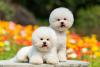 Dois cachorros da raça Bichon Frisé em ambiente externo