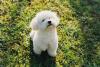Filhote de Bichon Frisé