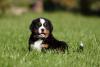Filhote de cachorro Boiadeiro de Berna