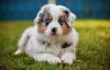 Filhote da raça Border Collie com pelagem marmorizada