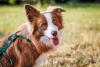 Cachorro da raça Border Collie branco e marrom em ambiente externo